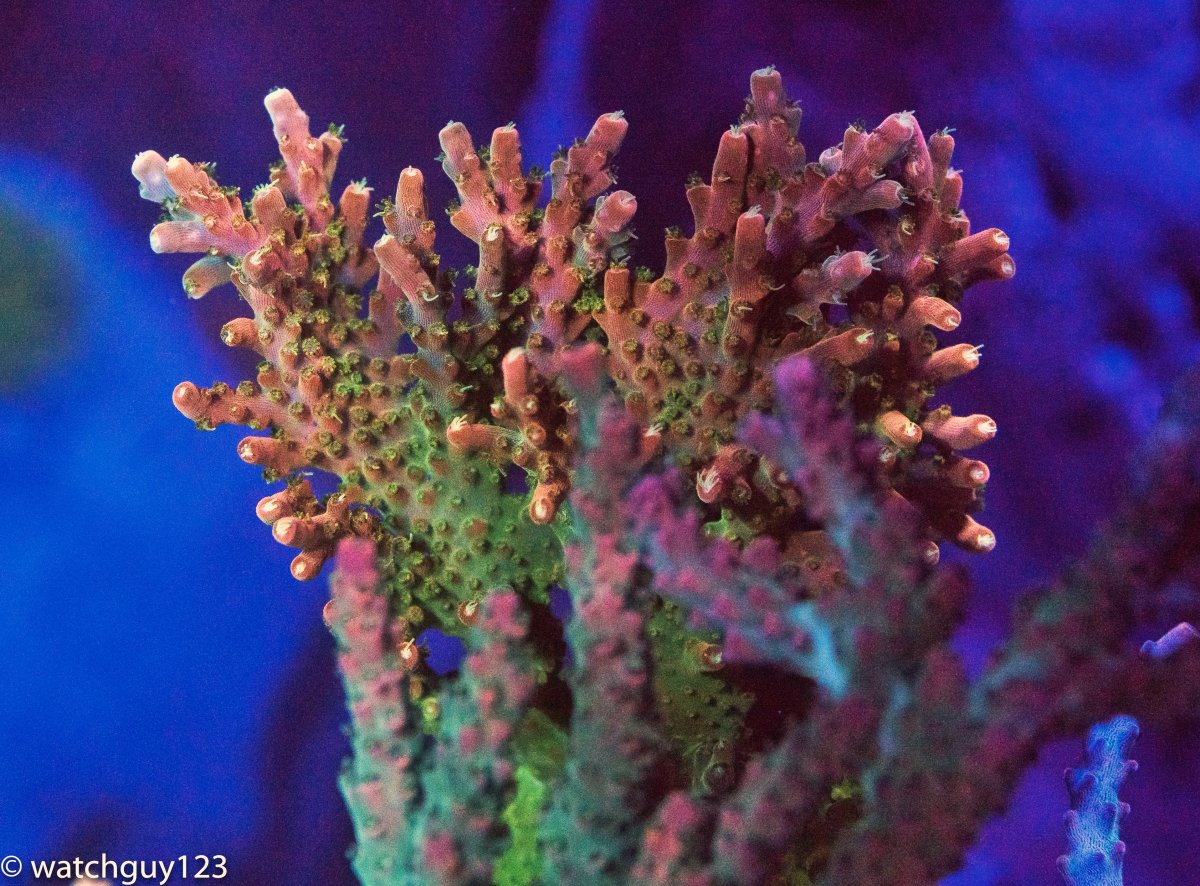 coral-59.jpg