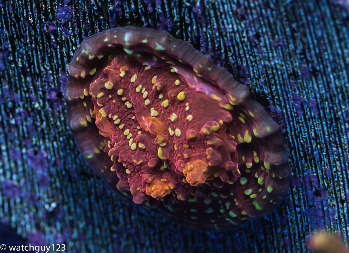 coral-6-2.jpg