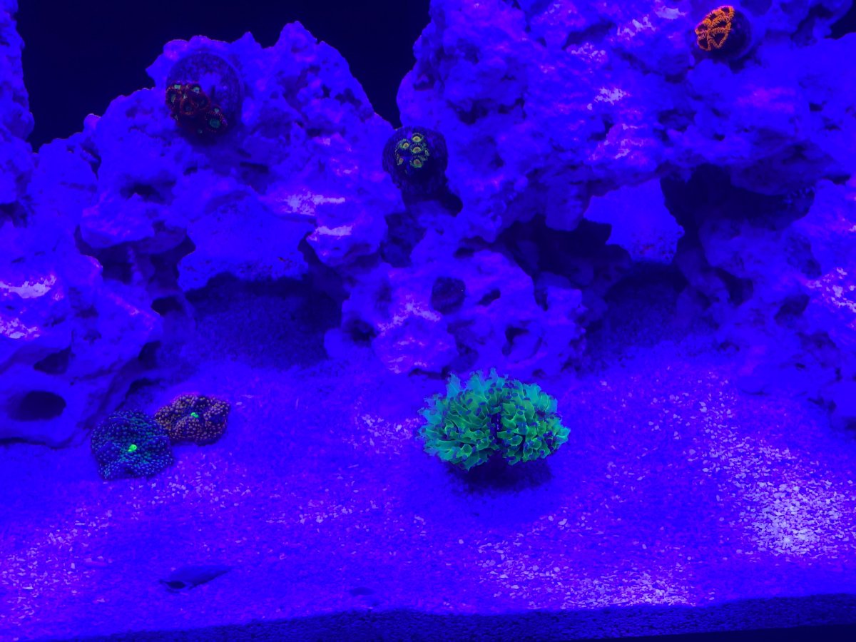 coral 6.jpeg