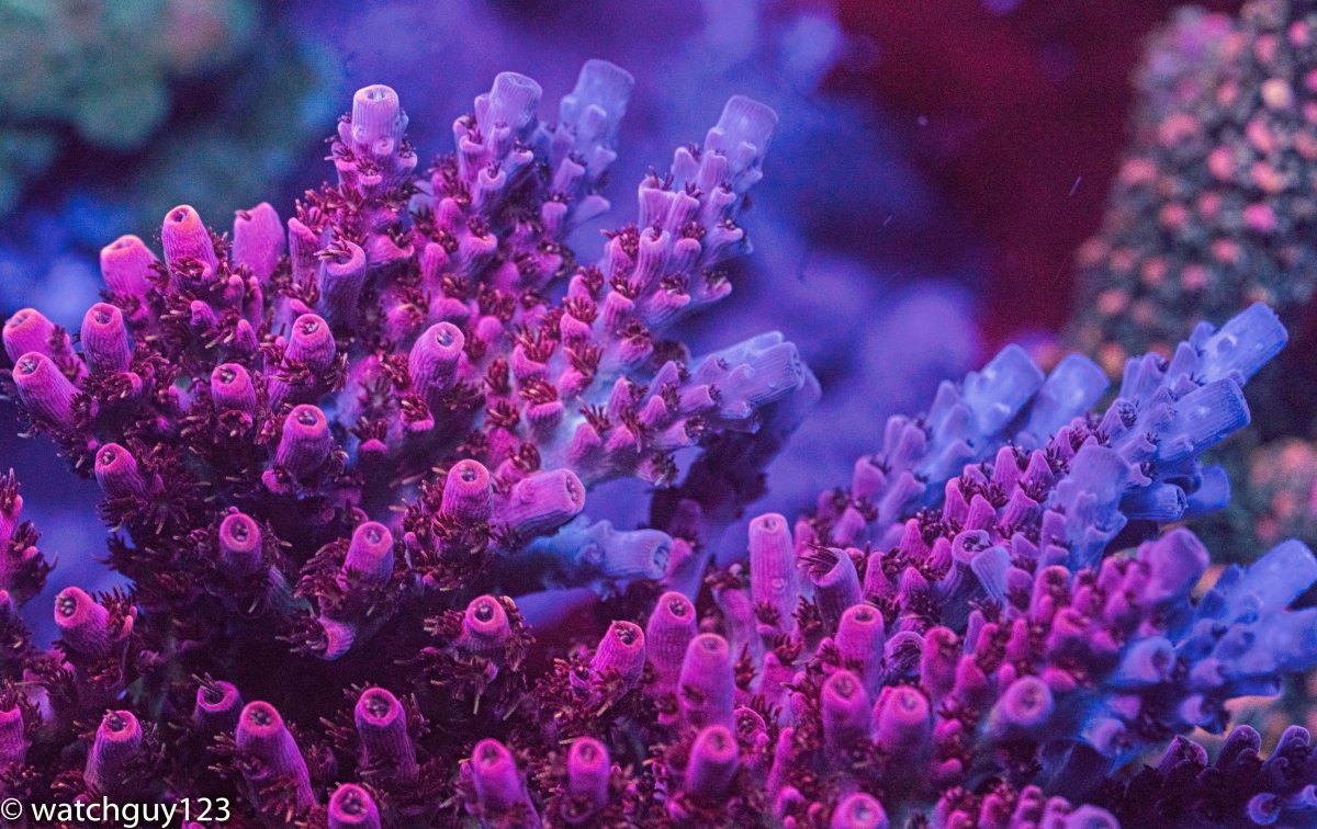 coral-6.jpg