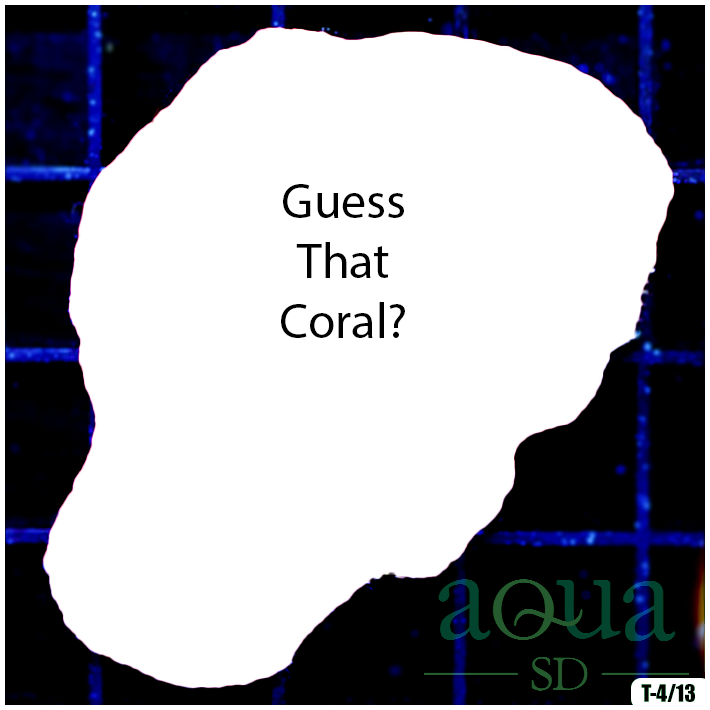 Coral 6.png
