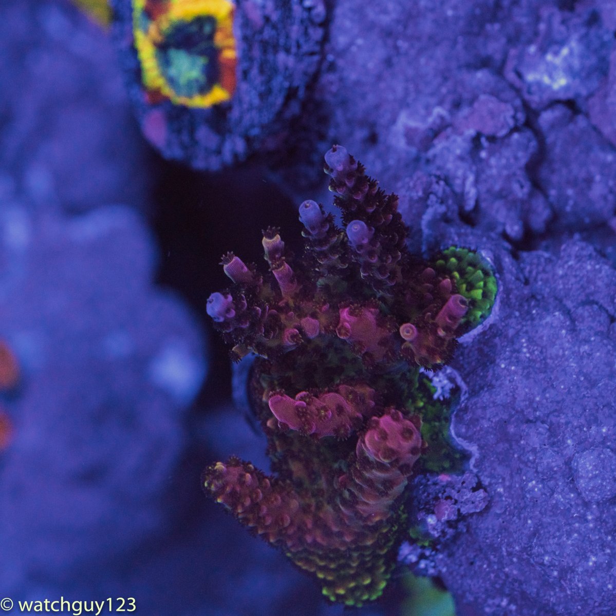 coral-60.jpg