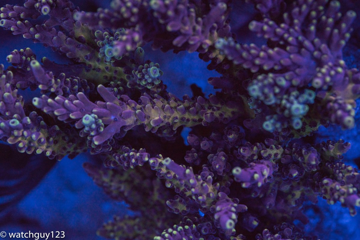 coral-60.jpg