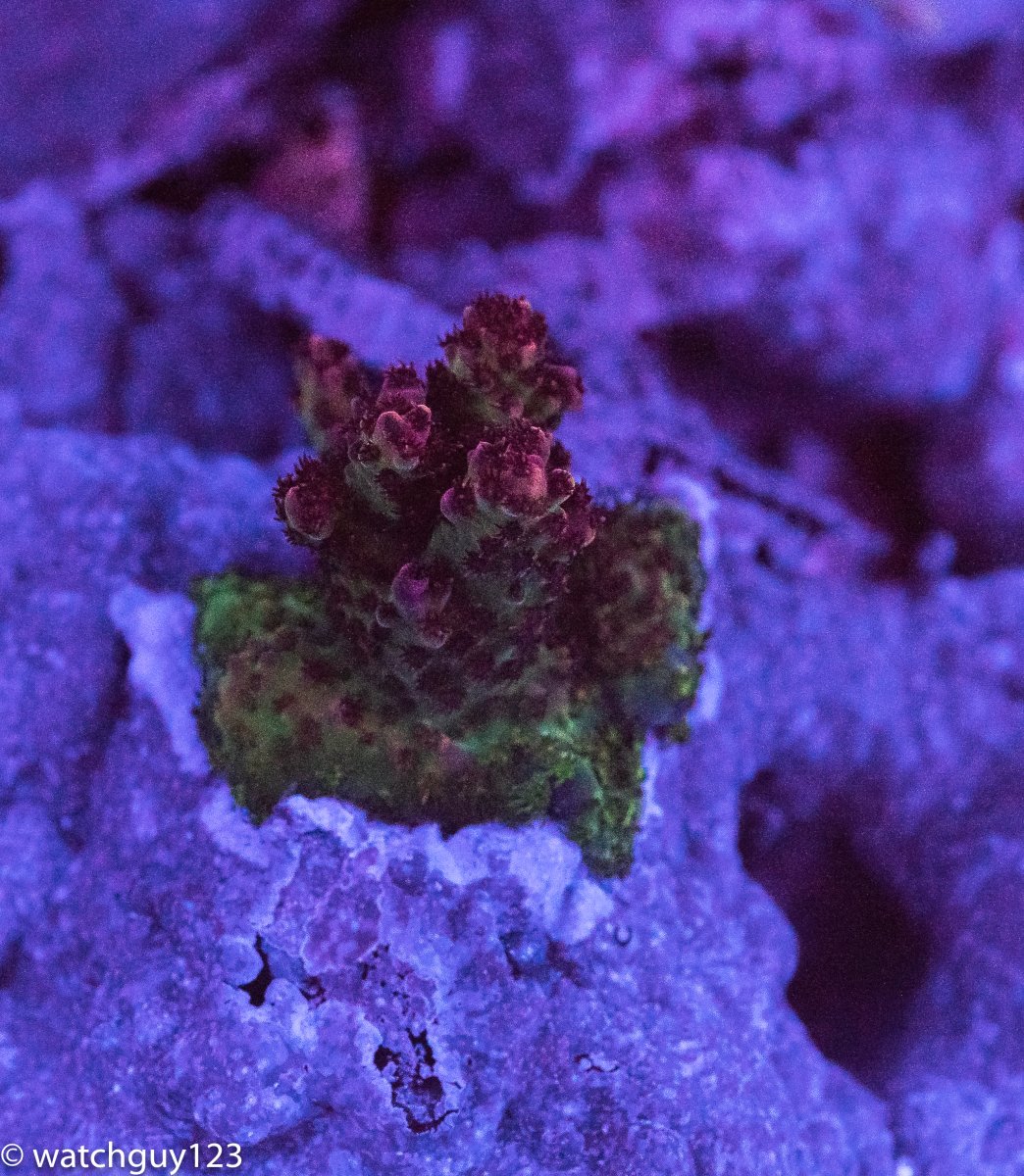 coral-61.jpg