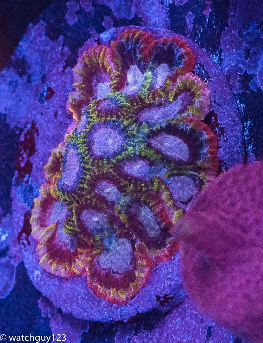 coral-62.jpg