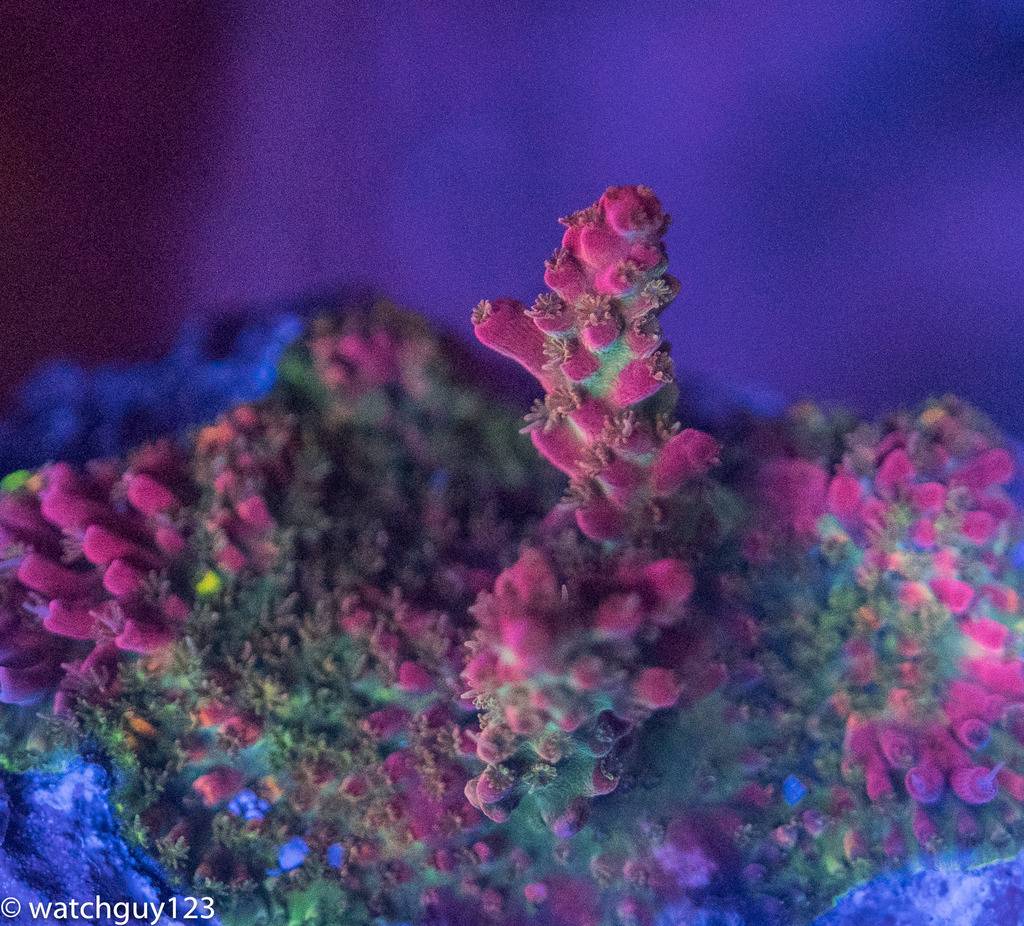 coral-62_zps3o1rulzx.jpg