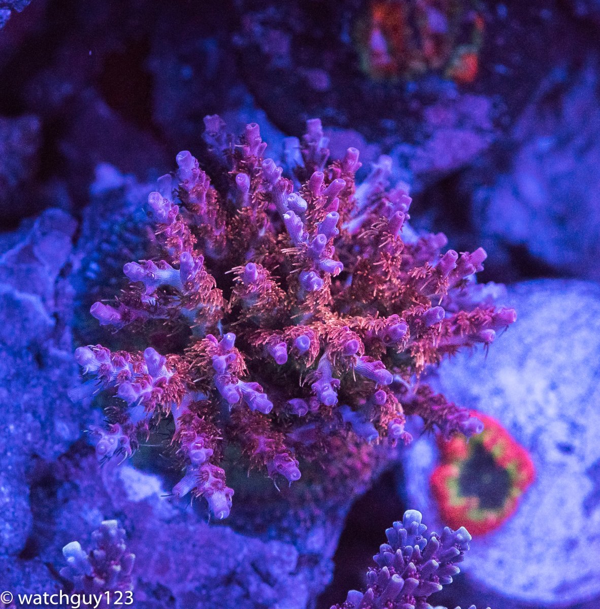 coral-63.jpg