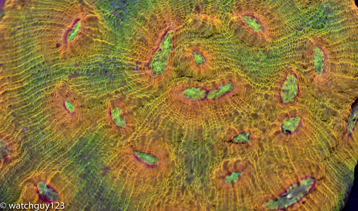 coral-65-1.jpg