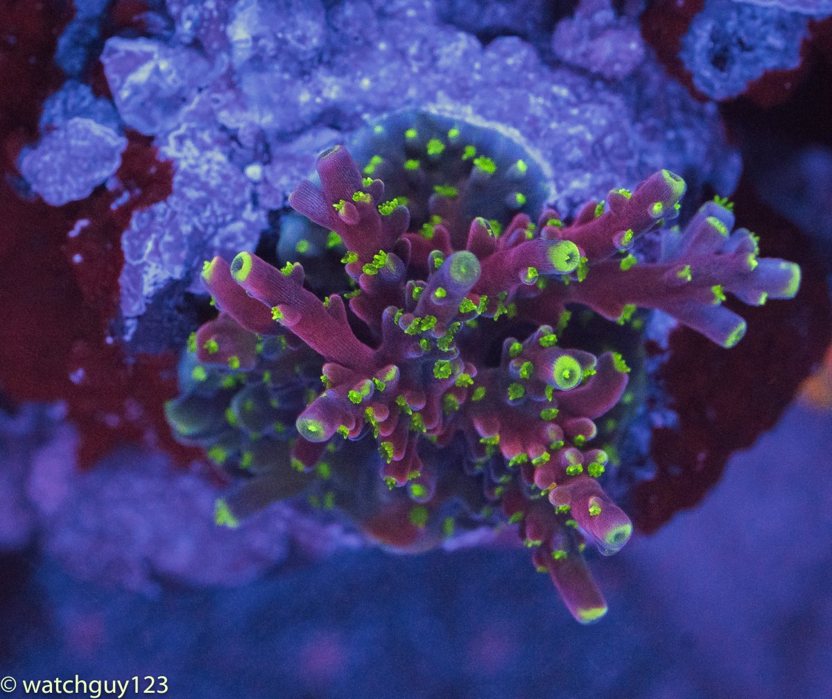 coral-65.jpg