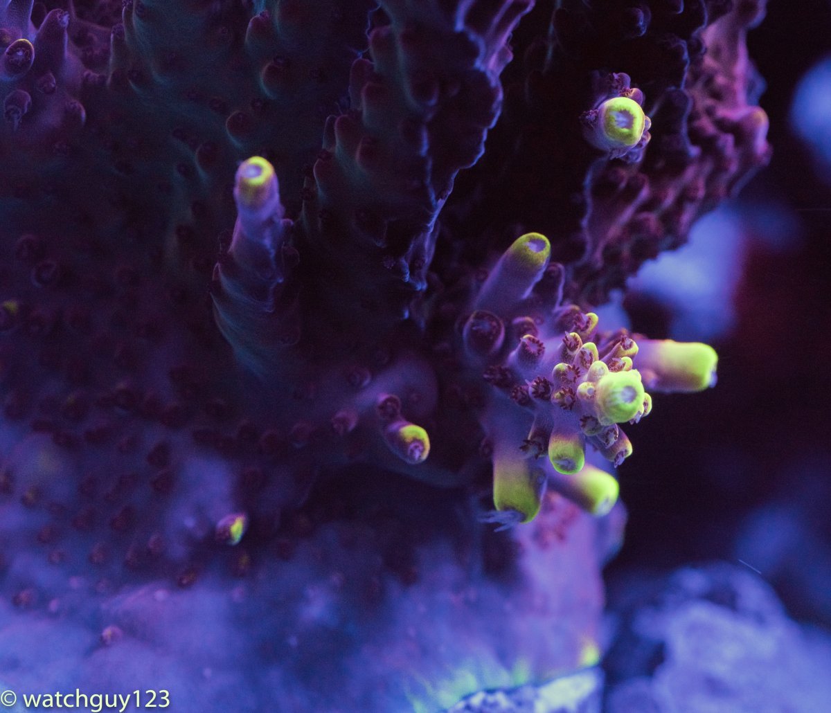 coral-67.jpg