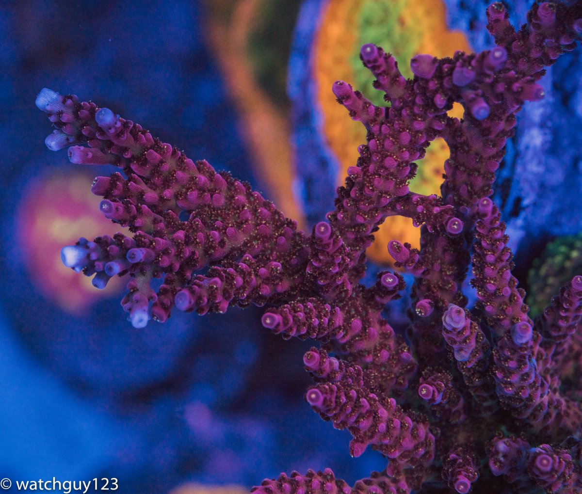 coral-67.jpg