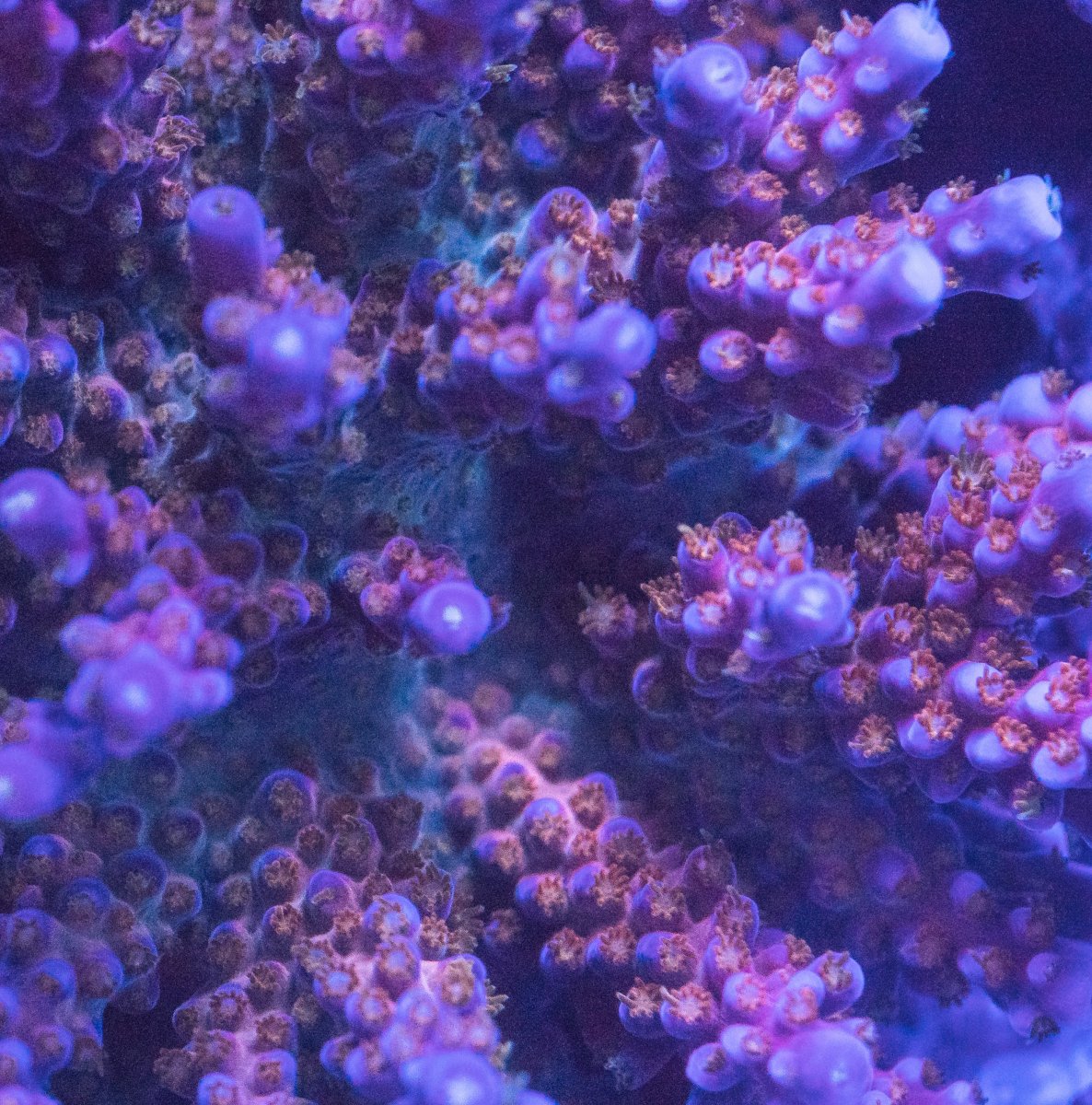 coral-68-1.jpg