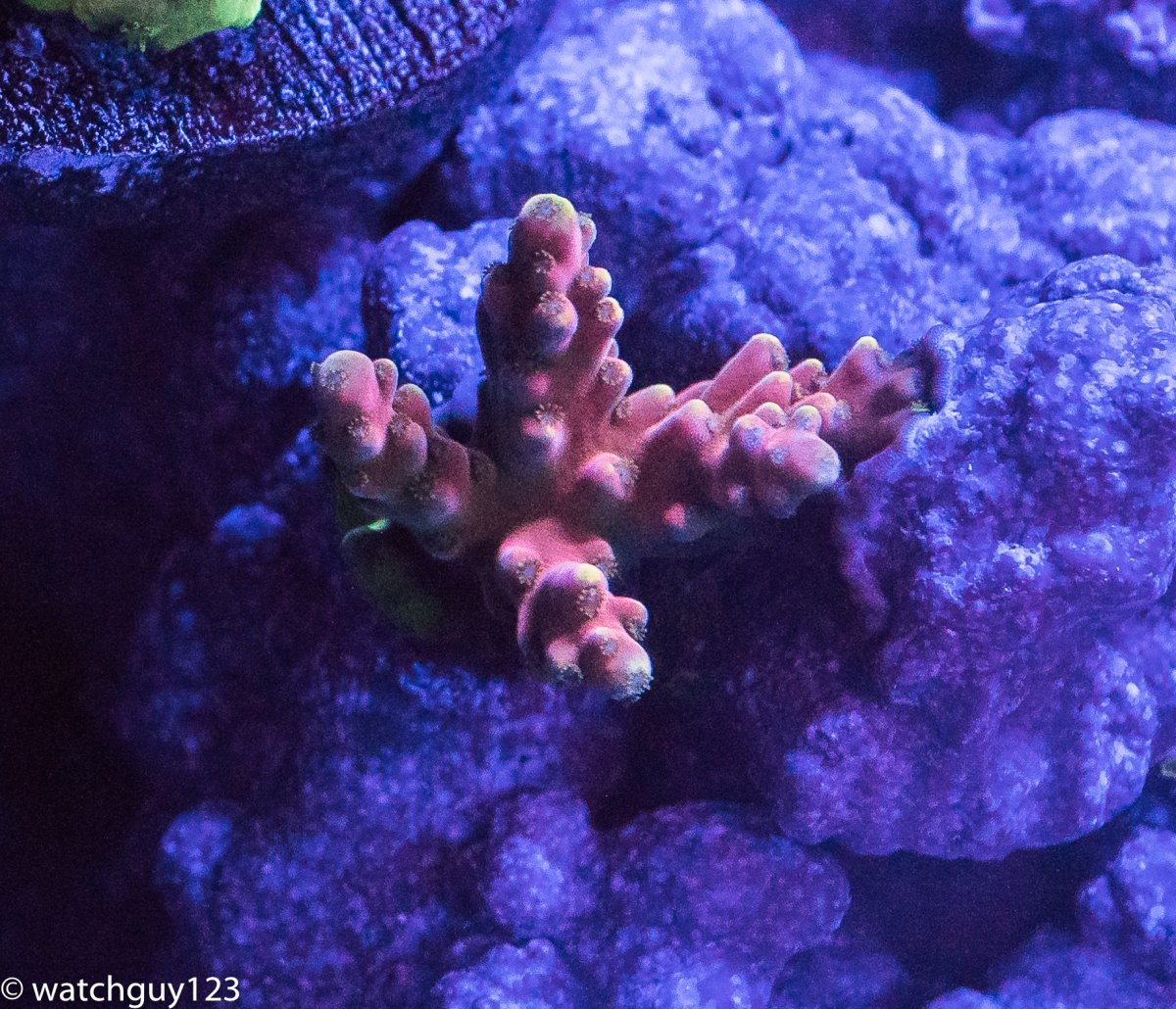 coral-69.jpg