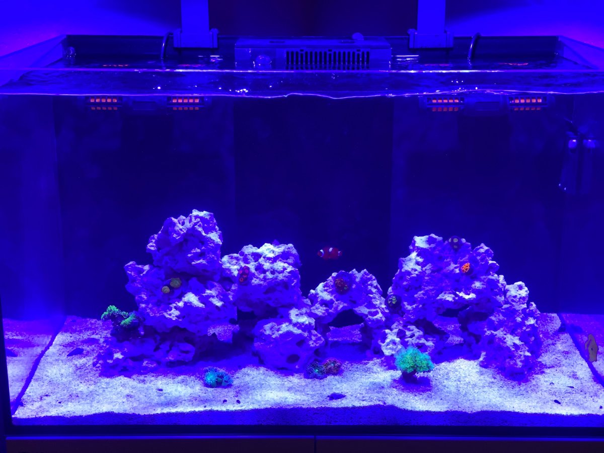 coral 7.jpeg