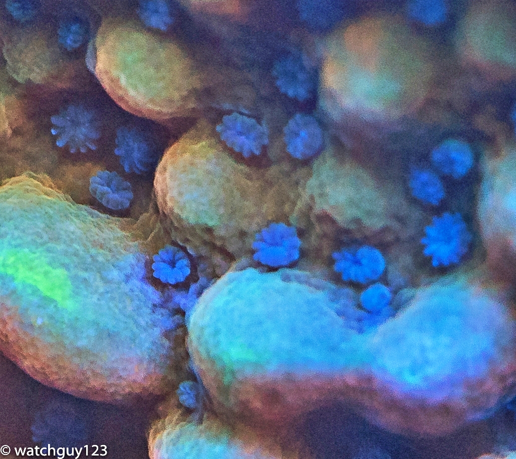 coral-7.jpg