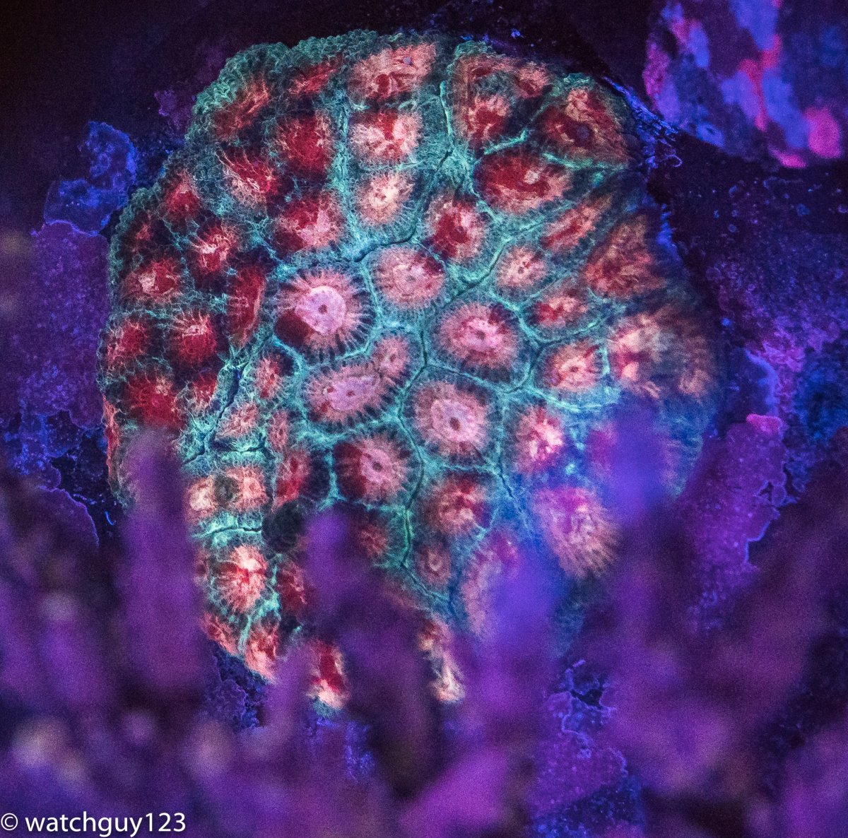 coral-70.jpg