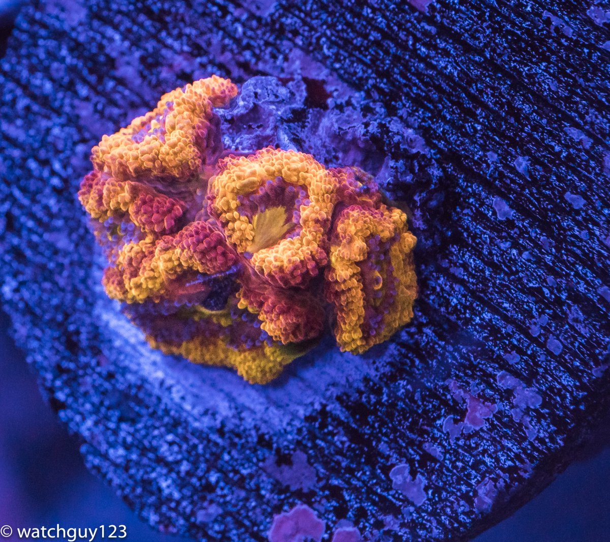 coral-71.jpg