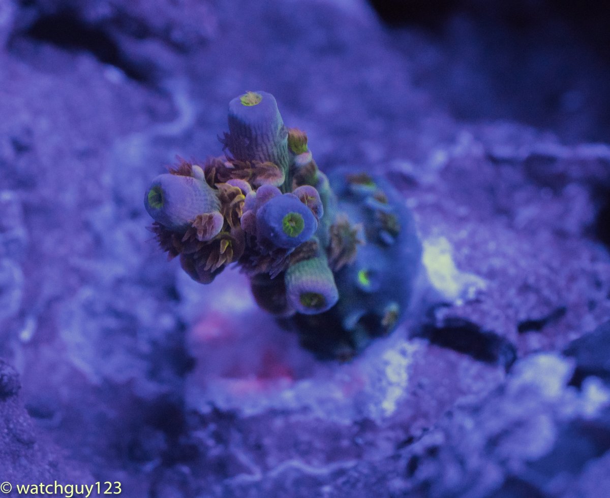 coral-72.jpg