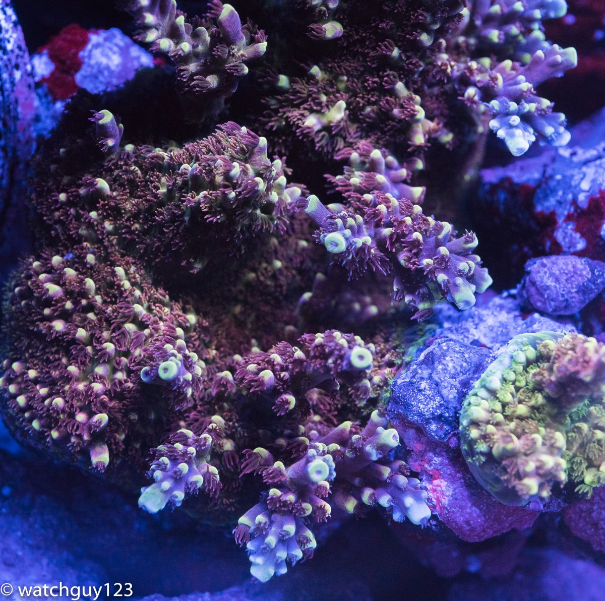 coral-72.jpg