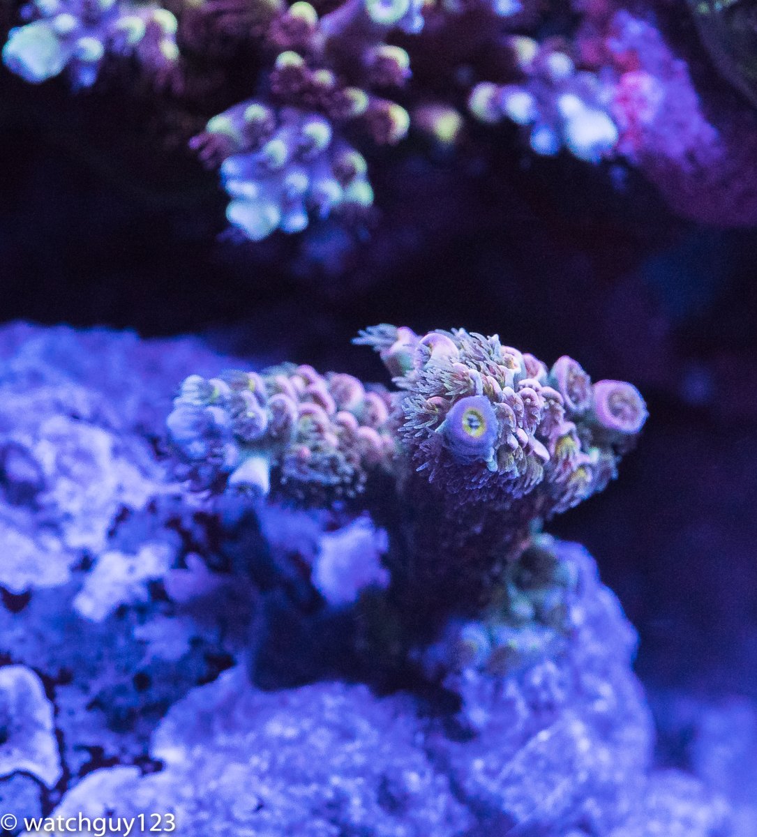 coral-73.jpg