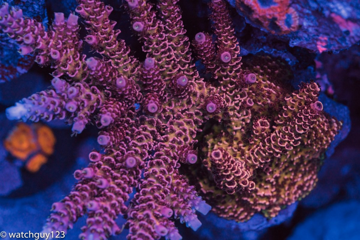 coral-73.jpg