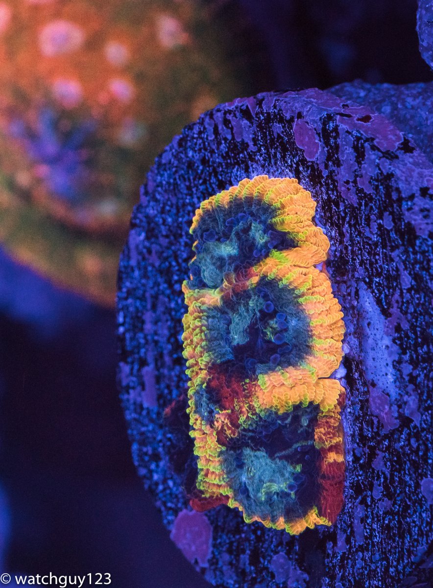 coral-74.jpg