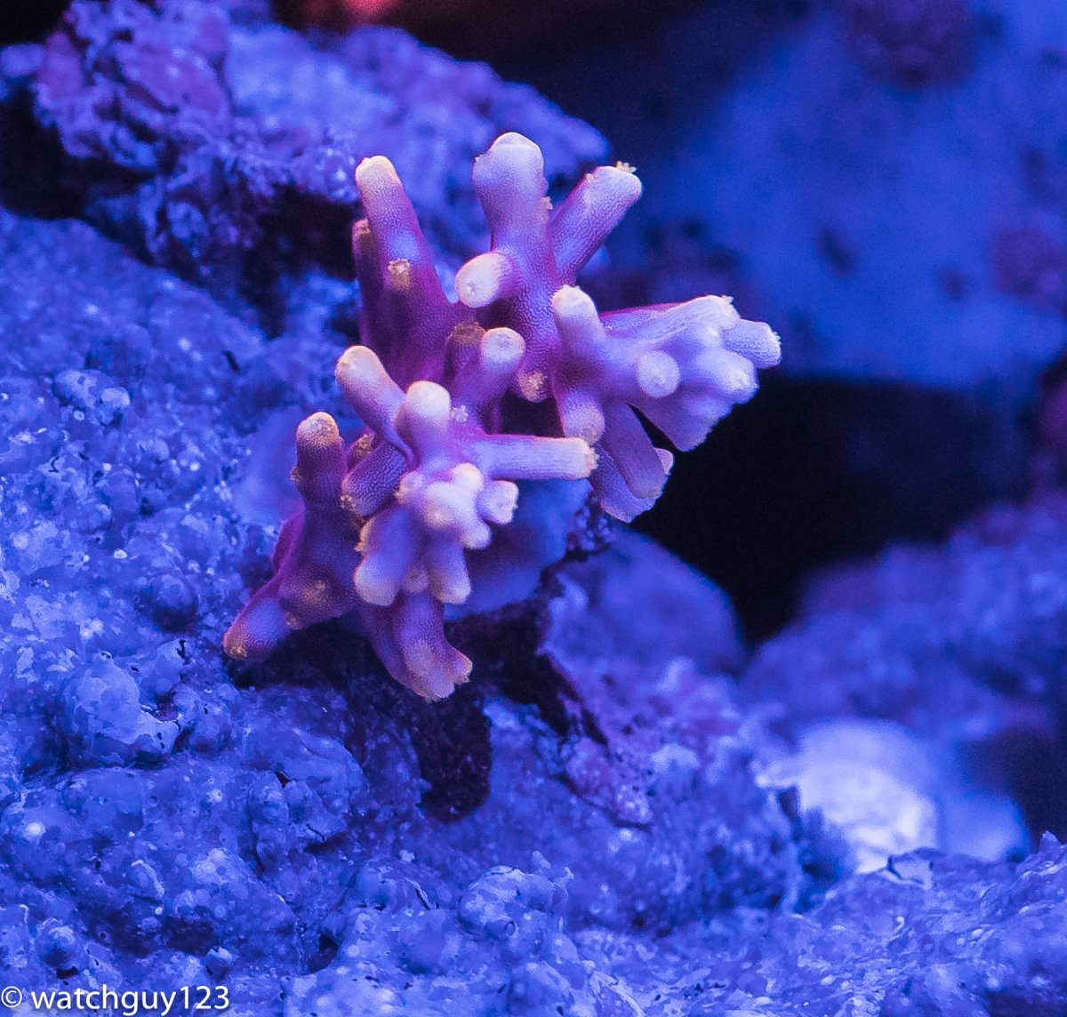 coral-74.jpg