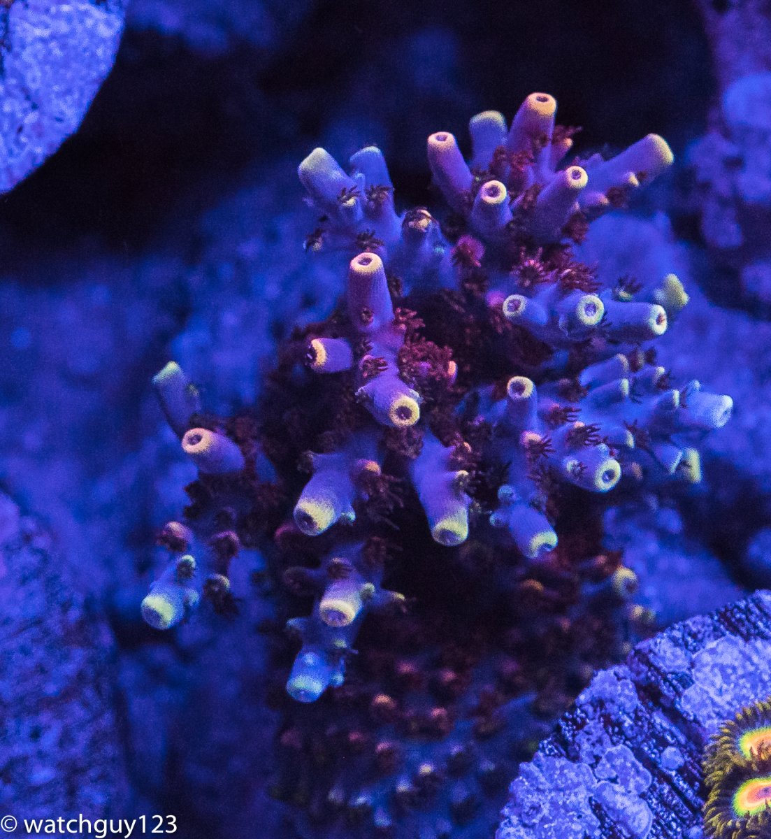 coral-76.jpg