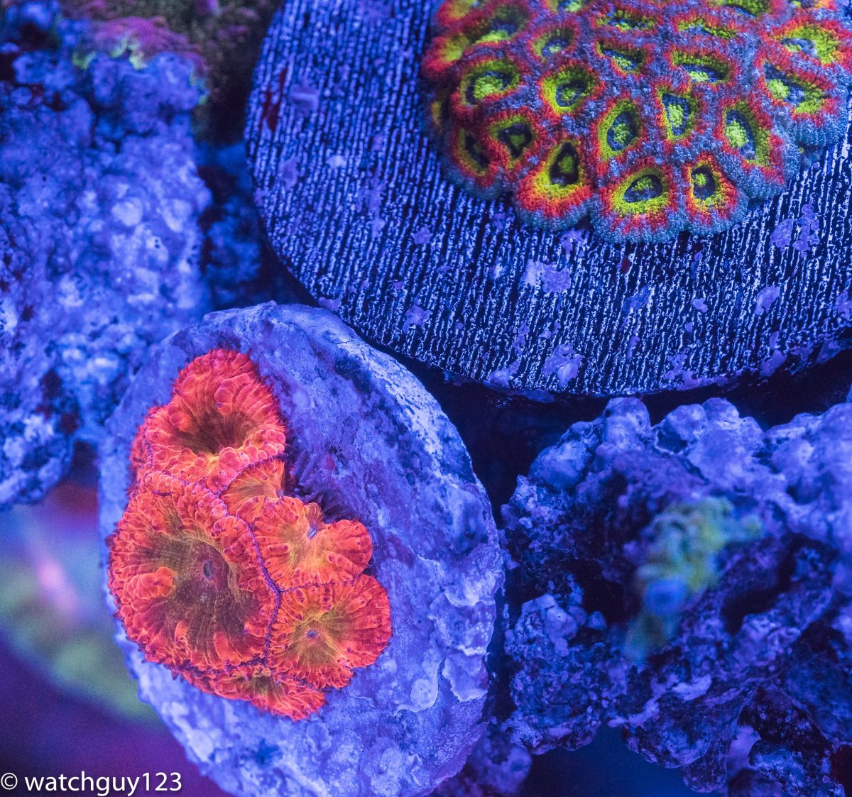 coral-76.jpg