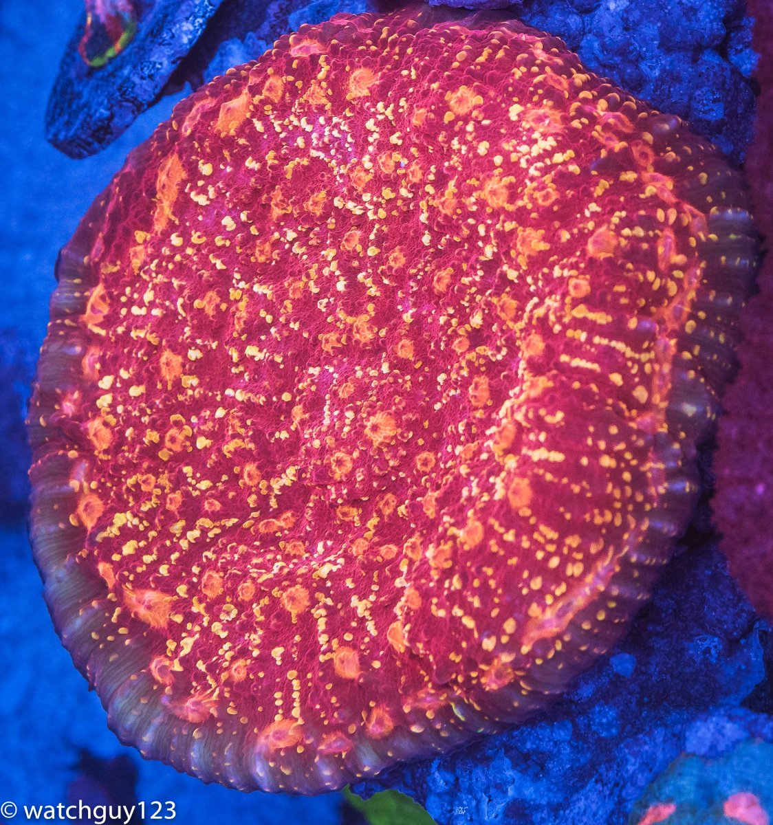 coral-77.jpg