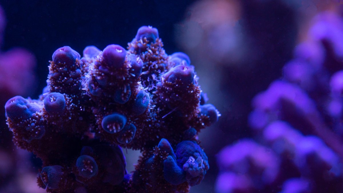 coral 8.jpeg