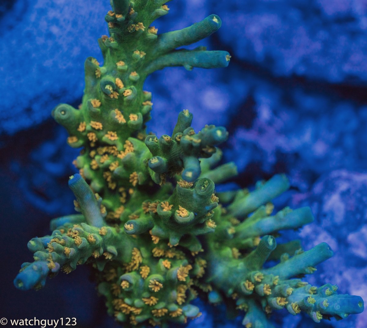 coral-8.jpg