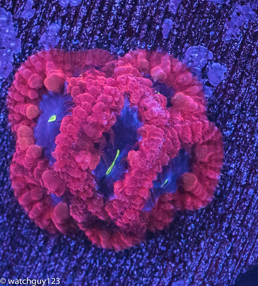 coral-80.jpg