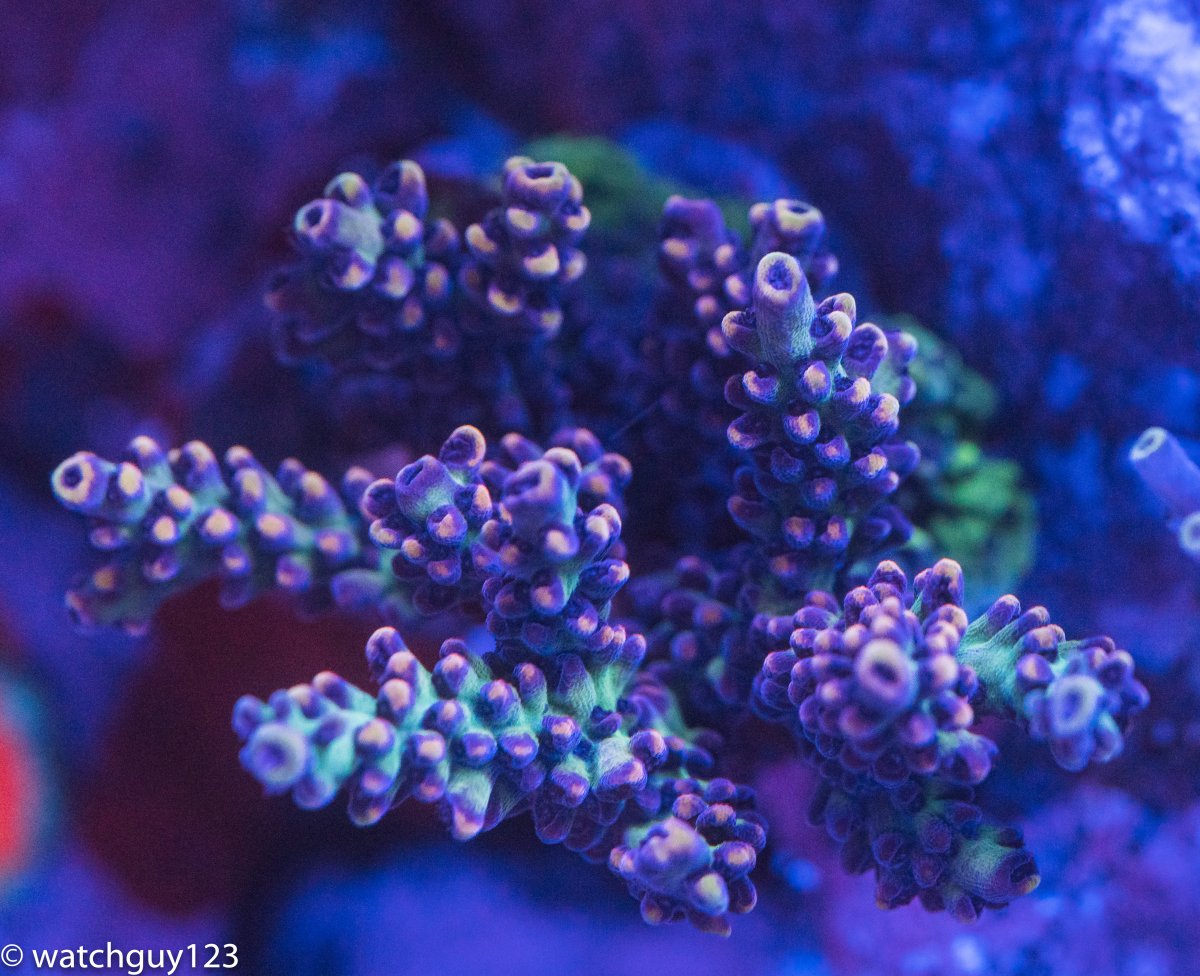 coral-81.jpg