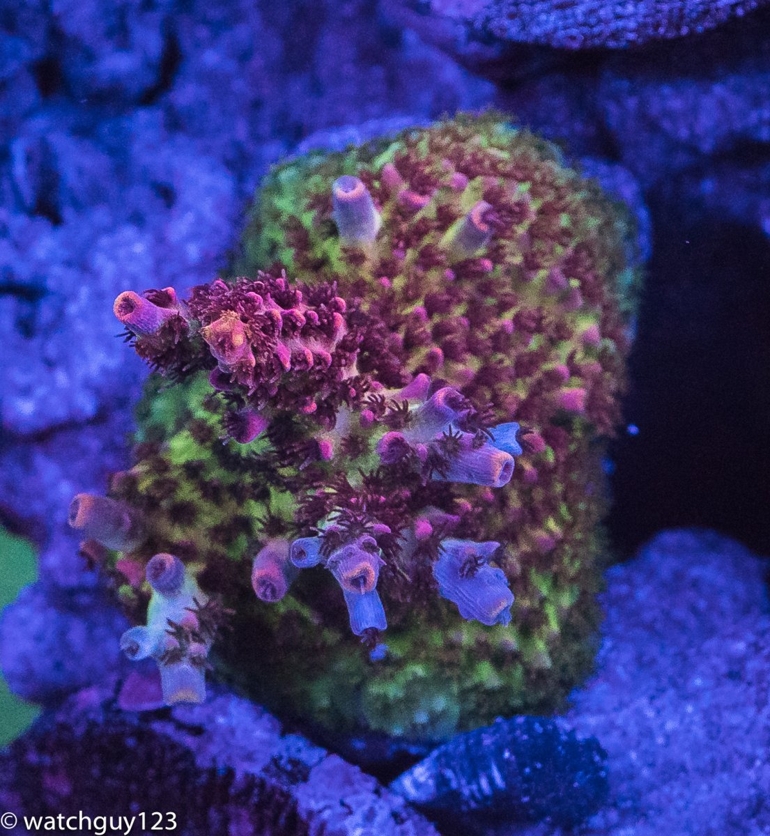 coral-82.jpg