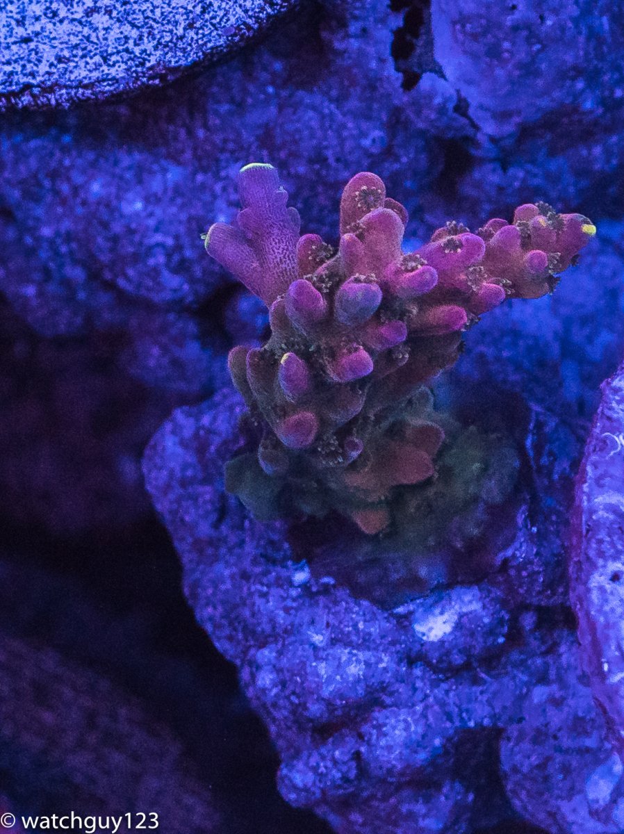 coral-83.jpg