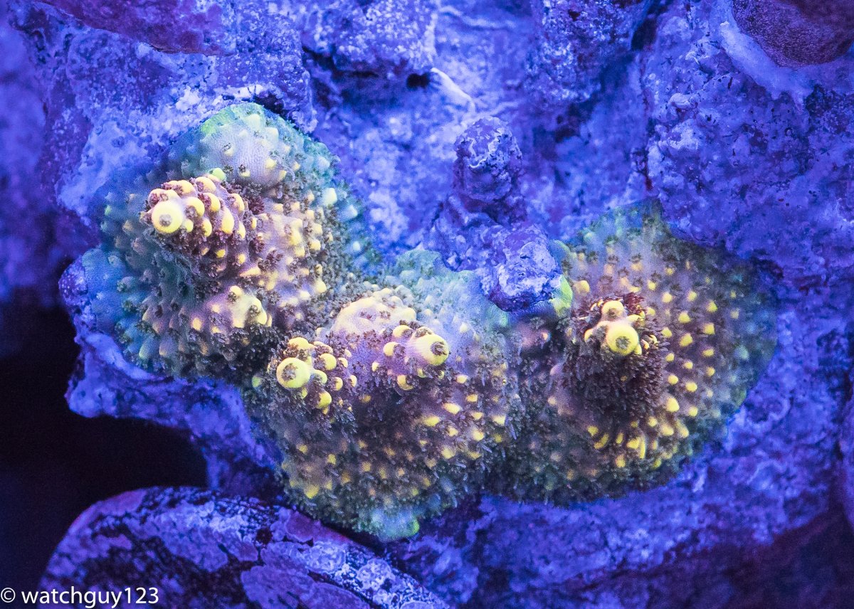 coral-84.jpg