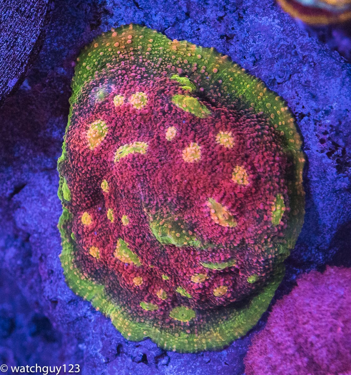 coral-86.jpg