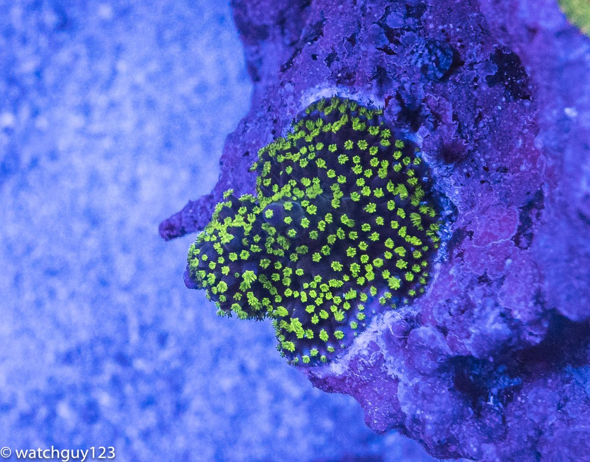 coral-87.jpg