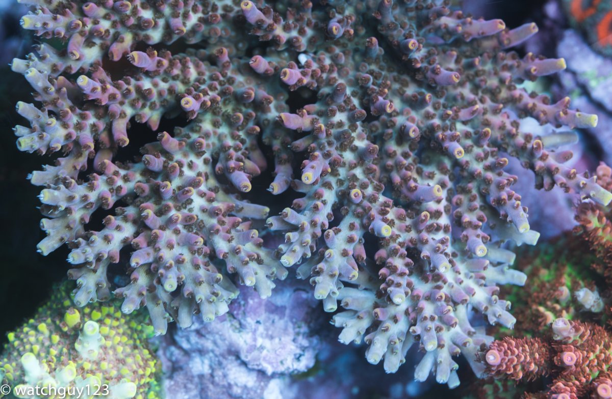 coral-87.jpg