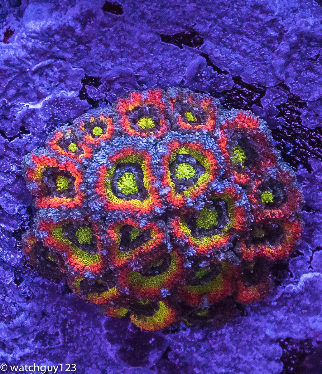 coral-88.jpg