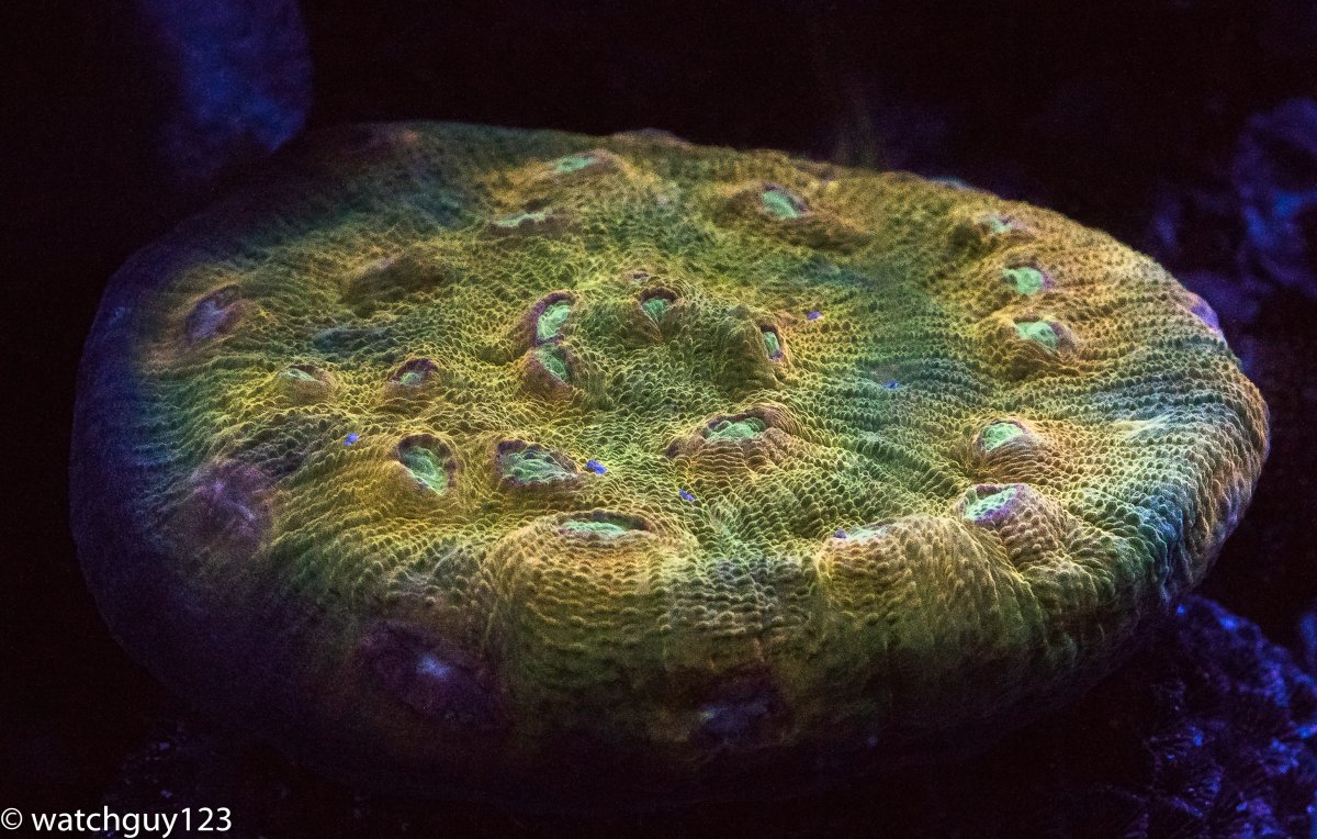 coral-88.jpg