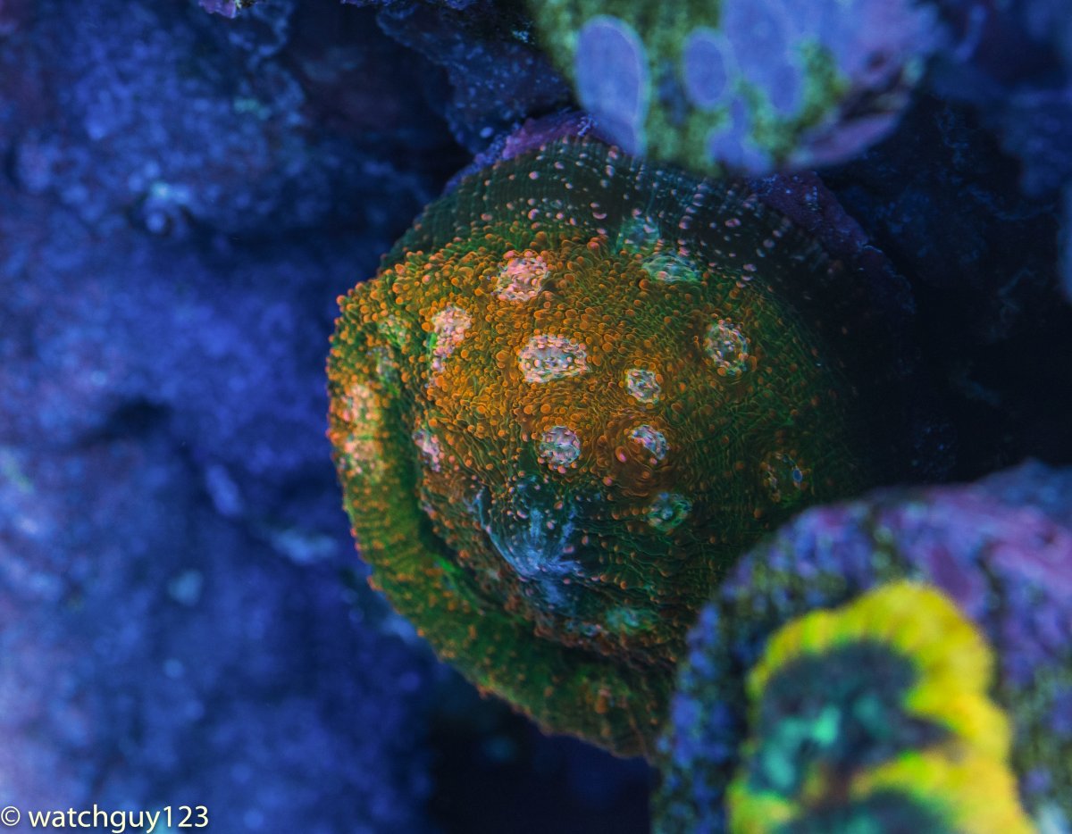 coral-9-2.jpg
