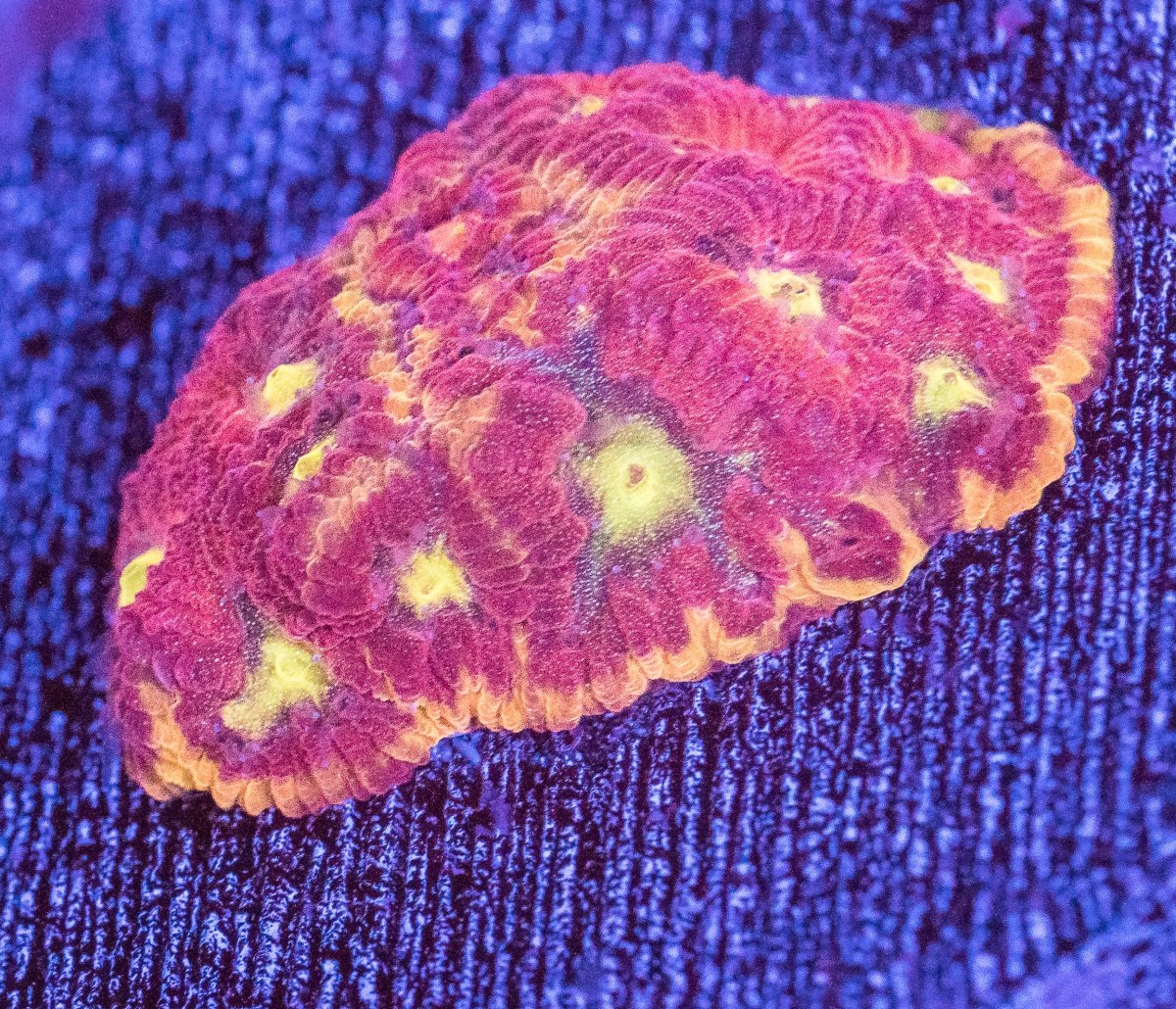 coral-9.jpg