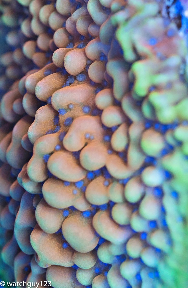 coral-9.jpg