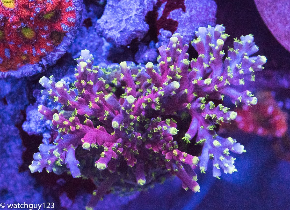 coral-90.jpg