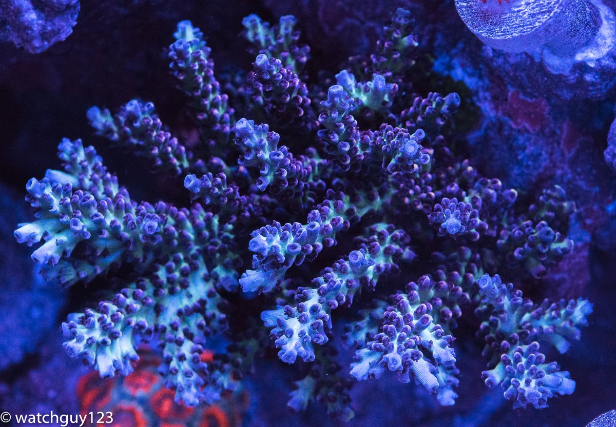 coral-92.jpg