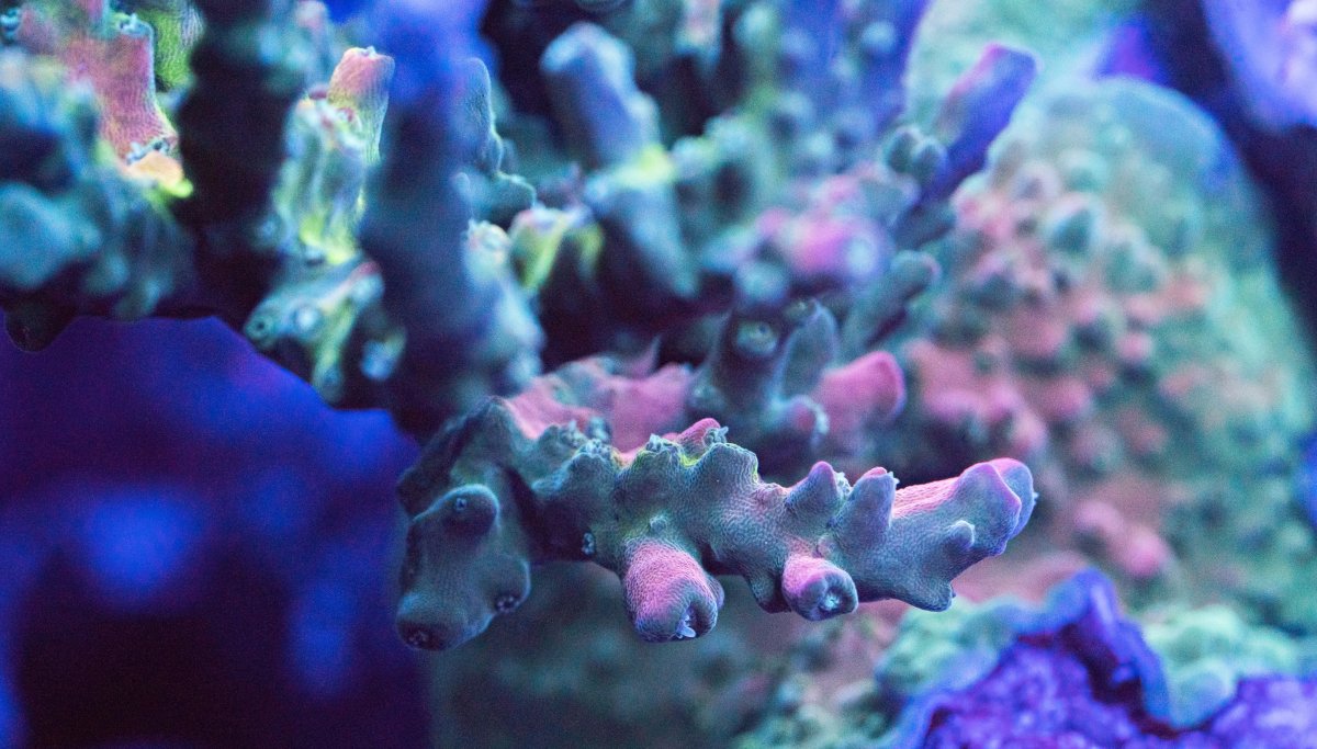 coral-92.jpg