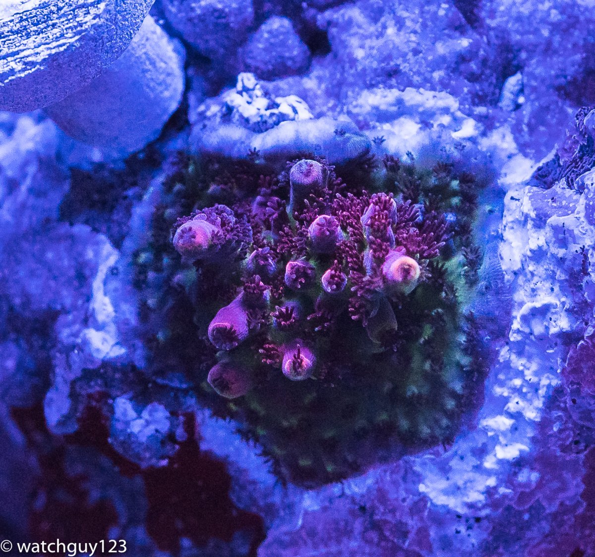 coral-94.jpg
