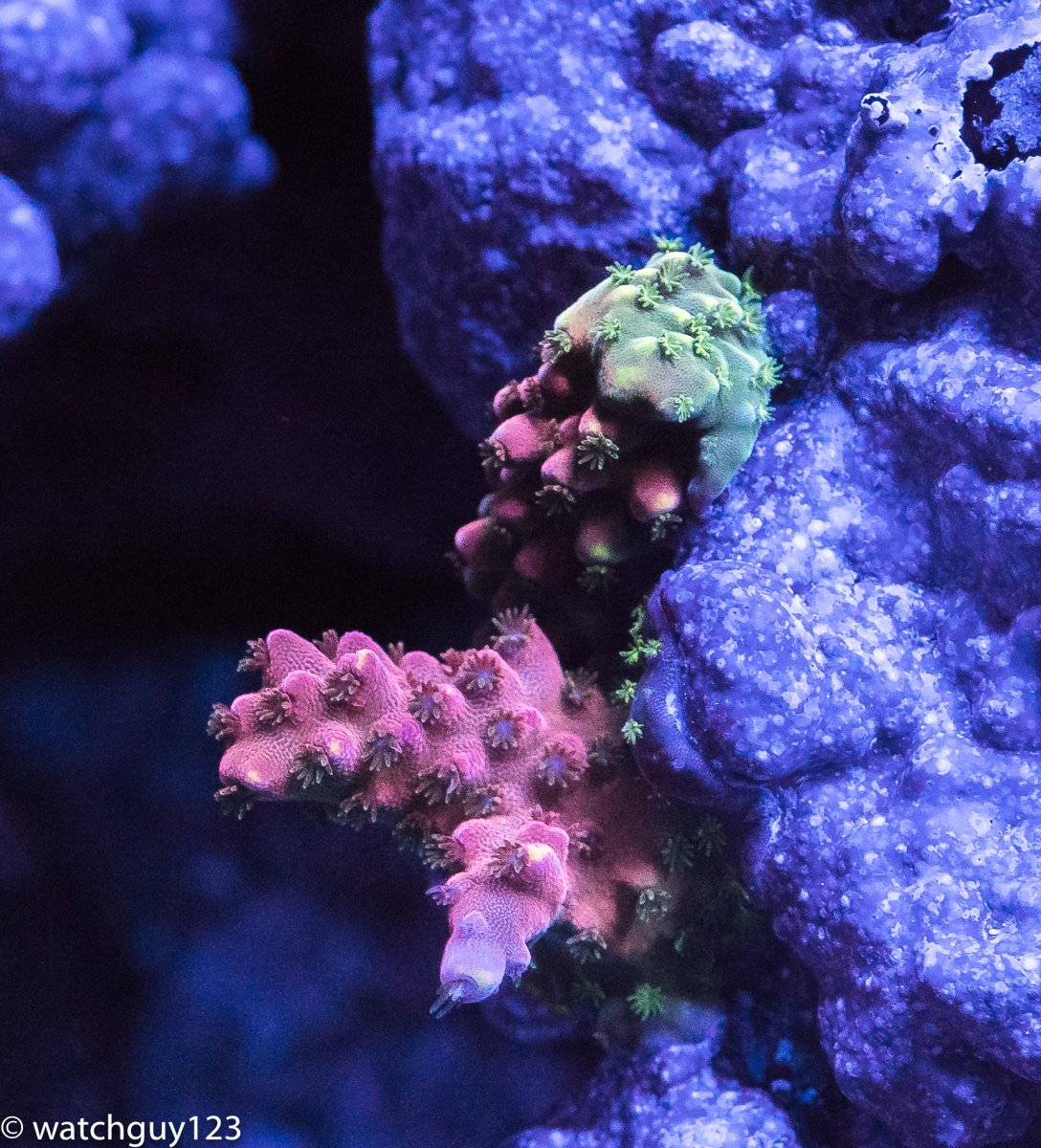 coral-96.jpg